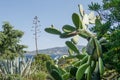 Beautiful wild cactus with blue sea background