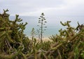 Beautiful wild cactus with tranquility sea background Royalty Free Stock Photo