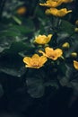 Beautiful wild Caltha palustris flowering in swamps in floodplain forests in the Czech Republic in the spring months. Yellow