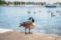 A beautiful wild Canadian goose stands on the concrete curved shoreline along Montrose harbor in Chicago with out of focus geese