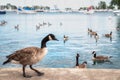 A beautiful wild Canadian goose stands on the concrete curved shoreline along Montrose harbor in Chicago with out of focus geese