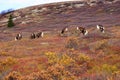 Wild Caribou in Alaska Royalty Free Stock Photo