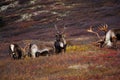 Wild Caribou in Alaska Royalty Free Stock Photo