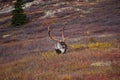 Wild Caribou in Alaska Royalty Free Stock Photo