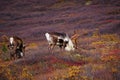 Wild Caribou in Alaska Royalty Free Stock Photo
