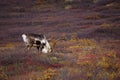 Wild Caribou in Alaska Royalty Free Stock Photo