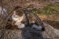 A beautiful wild cat sits on a stone.