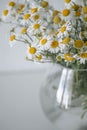 Beautiful wild chamomile in a glass vase on the white background.