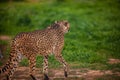 Beautiful Wild Cheetah, Close up