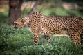 Beautiful Wild Cheetah walking careful on green fields, Close up