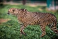 Beautiful Wild Cheetah walking careful on green fields, Close up