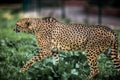 Beautiful Wild Cheetah walking careful on green fields, Close up