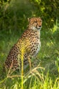 African cheetah, Masai Mara National Park, Kenya, Africa. Cat in nature habitat. Greeting of cats Acinonyx jubatus Royalty Free Stock Photo