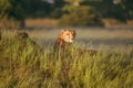 African cheetah, Masai Mara National Park, Kenya, Africa. Cat in nature habitat. Greeting of cats Acinonyx jubatus Royalty Free Stock Photo