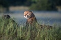 African cheetah, Masai Mara National Park, Kenya, Africa. Cat in nature habitat. Greeting of cats Acinonyx jubatus Royalty Free Stock Photo