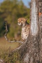 African cheetah, Masai Mara National Park, Kenya, Africa. Cat in nature habitat. Greeting of cats Acinonyx jubatus Royalty Free Stock Photo