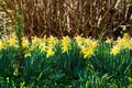 Beautiful, wild and colorful yellow flowers growing outside in natural environment in nature. Landscape of Narcissus Royalty Free Stock Photo