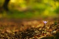 Beautiful wild crocus, Colchicum autumnale, flowers in a mountain forest