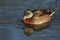 A beautiful wild cross breed Wood Duck or Carolina duck, Aix sponsa, female swimming on a river.