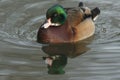 A beautiful wild cross breed Wood Duck or Carolina duck Aix sponsa male swimming on a river. Royalty Free Stock Photo