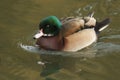 A beautiful wild cross breed Wood Duck or Carolina duck Aix sponsa male swimming on a river. Royalty Free Stock Photo