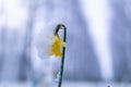 Beautiful wild daffodil flower covered with snow Royalty Free Stock Photo
