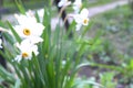 Beautiful wild daffodils on blur background