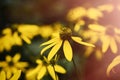 Beautiful wild daisies on in the Appalachian Mountains in Virginia Royalty Free Stock Photo