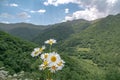 Mountain daisies on a background of green mountains Royalty Free Stock Photo