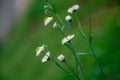 Beautiful wild daisy flowers with blurred green background