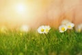 Beautiful wild daisy flowers in the meadow. Warm sunset light Royalty Free Stock Photo