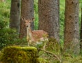 Beautiful wild deer on a pine tree forest near the Alps Royalty Free Stock Photo