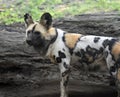 Beautiful wild dog with a spotted coat