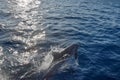 Beautiful wild dolphin leaping out of the water with sun reflecting on the sea Royalty Free Stock Photo