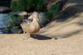 Beautiful wild duck Royalty Free Stock Photo