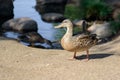 Beautiful wild duck Royalty Free Stock Photo