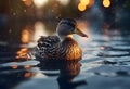 A beautiful wild duck with brown plumage swims in a clear river in the evening. Royalty Free Stock Photo