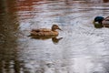 A beautiful wild duck with brown plumage swims in the water surface of a forest lake on a summer day Royalty Free Stock Photo