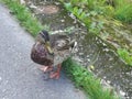 Beautiful wild duck female Royalty Free Stock Photo