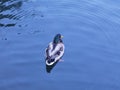 A beautiful wild duck floated quietly on the water. Royalty Free Stock Photo