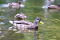 A beautiful  wild duck floating on a pond Royalty Free Stock Photo