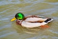 Beautiful wild duck Royalty Free Stock Photo