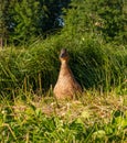 Beautiful wild duck Mallard close-up, walking on the shore of the pond on the grass, the duck calls the little duckling