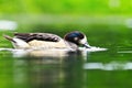 Beautiful wild duck on pond Royalty Free Stock Photo