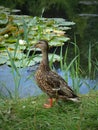 Beautiful wild duck poses in front of the camera with an interesting design