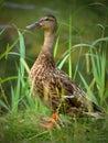 Beautiful wild duck poses in front of the camera with an interesting design