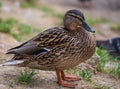 Wild duck on the sandy shore Royalty Free Stock Photo