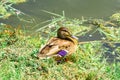 Beautiful wild duck on the shore of a city lake on a warm summer day among the greenery. Royalty Free Stock Photo