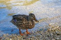 A beautiful wild duck stands on the shore of the water Royalty Free Stock Photo
