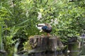 Beautiful wild duck on a stump by the pond Royalty Free Stock Photo